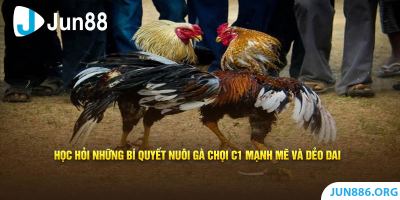 Kinh nghiệm nuôi gà chọi C1 hiệu quả 